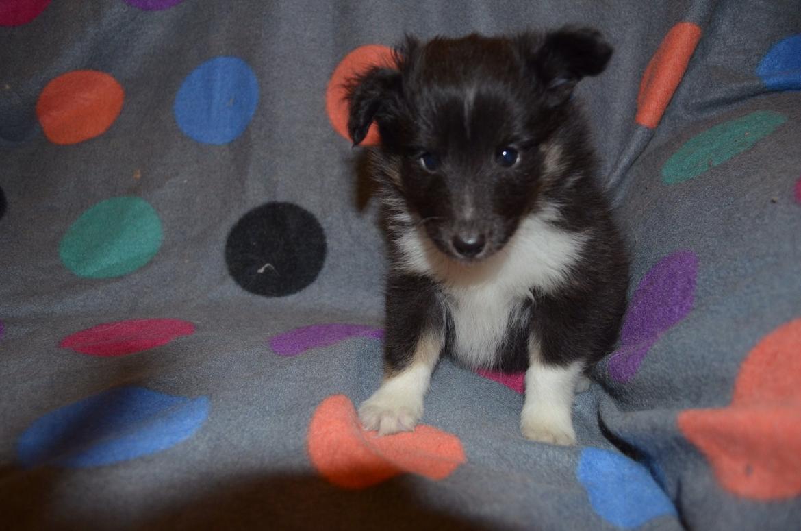 Shetland sheepdog Cody billede 8