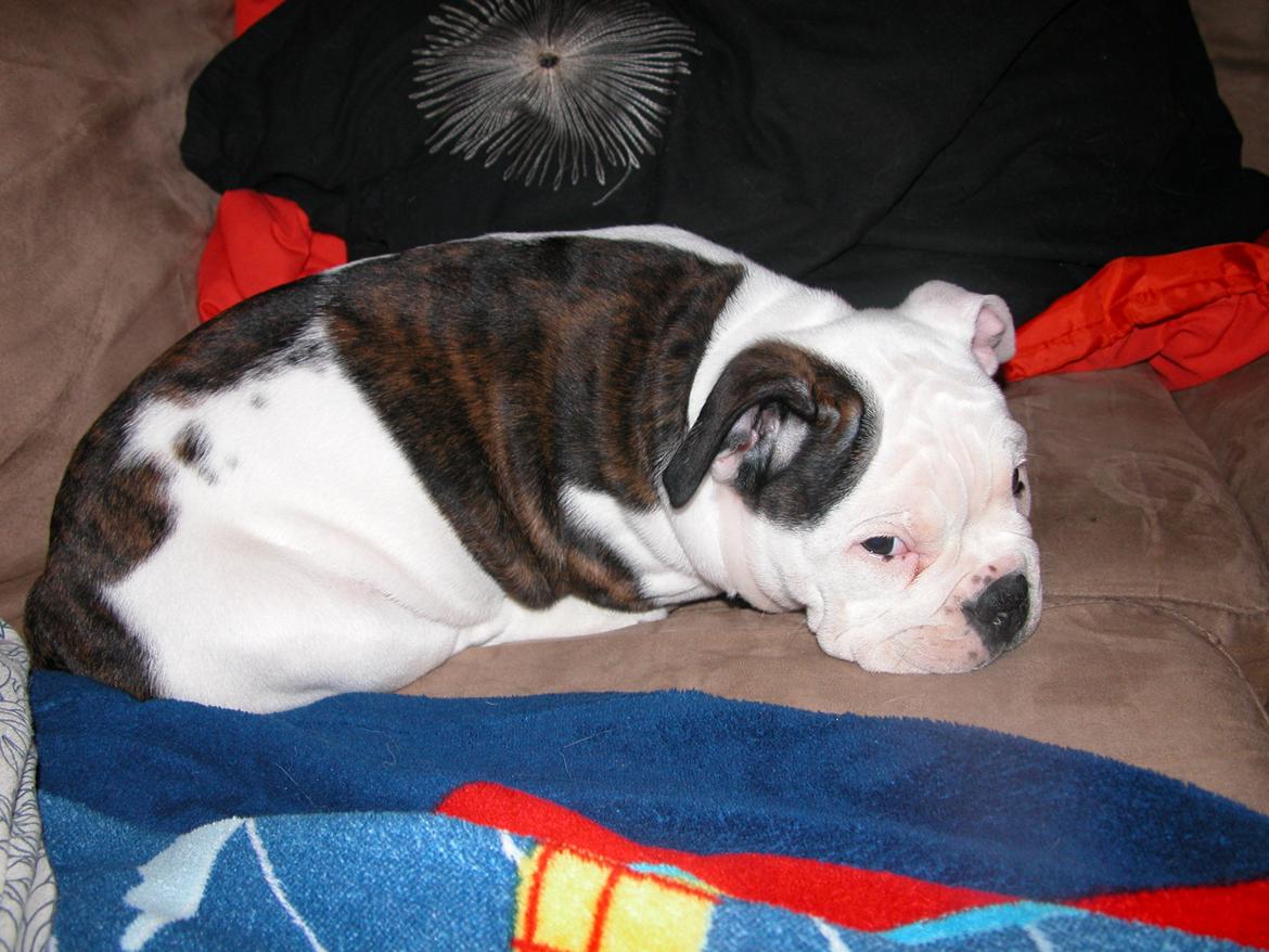 Olde english bulldogge Mischa billede 12