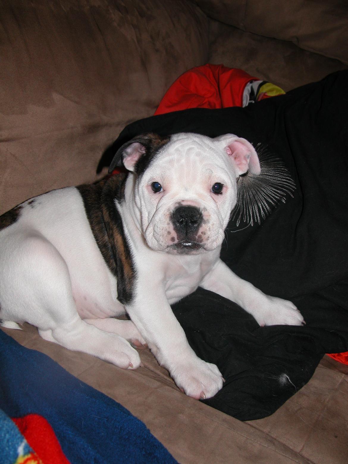 Olde english bulldogge Mischa billede 14