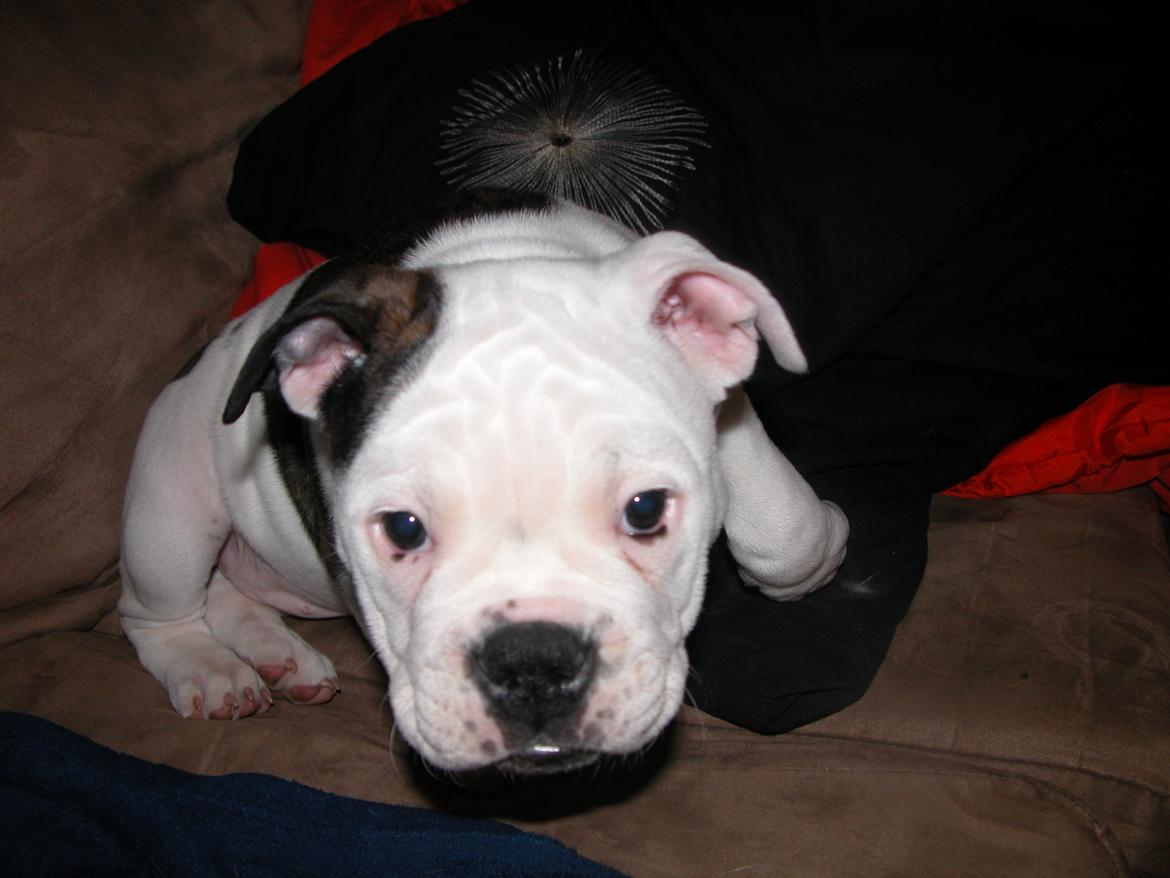 Olde english bulldogge Mischa billede 11