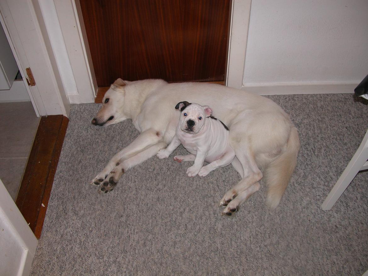 Olde english bulldogge Mischa billede 15