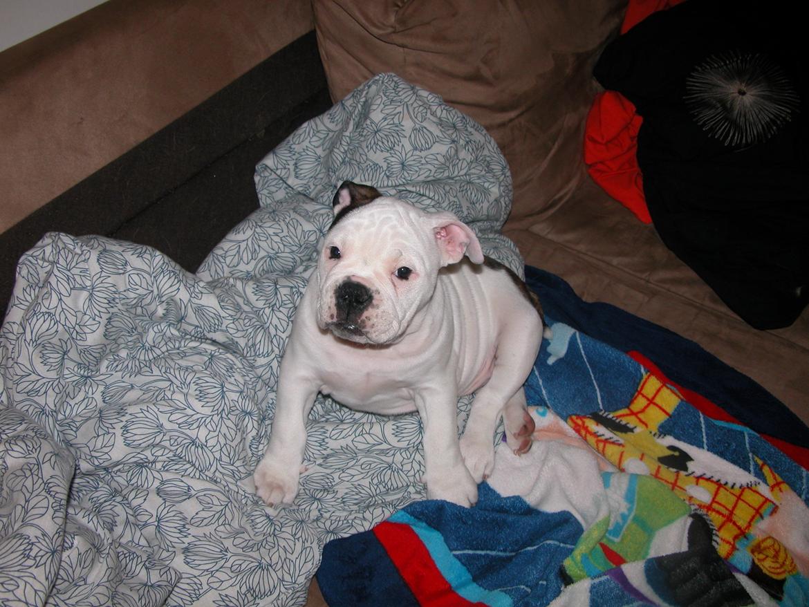 Olde english bulldogge Mischa billede 13