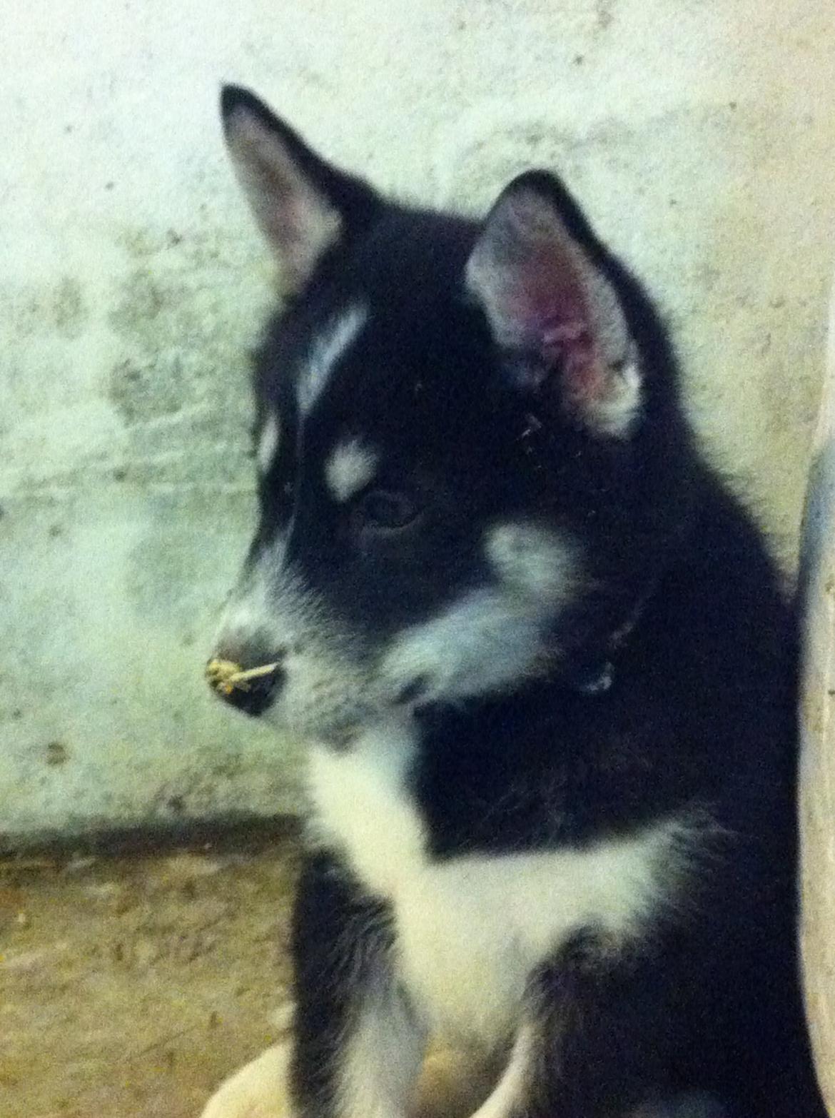 Alaskan malamute Ooki ( betyder stor på japansk ) billede 1