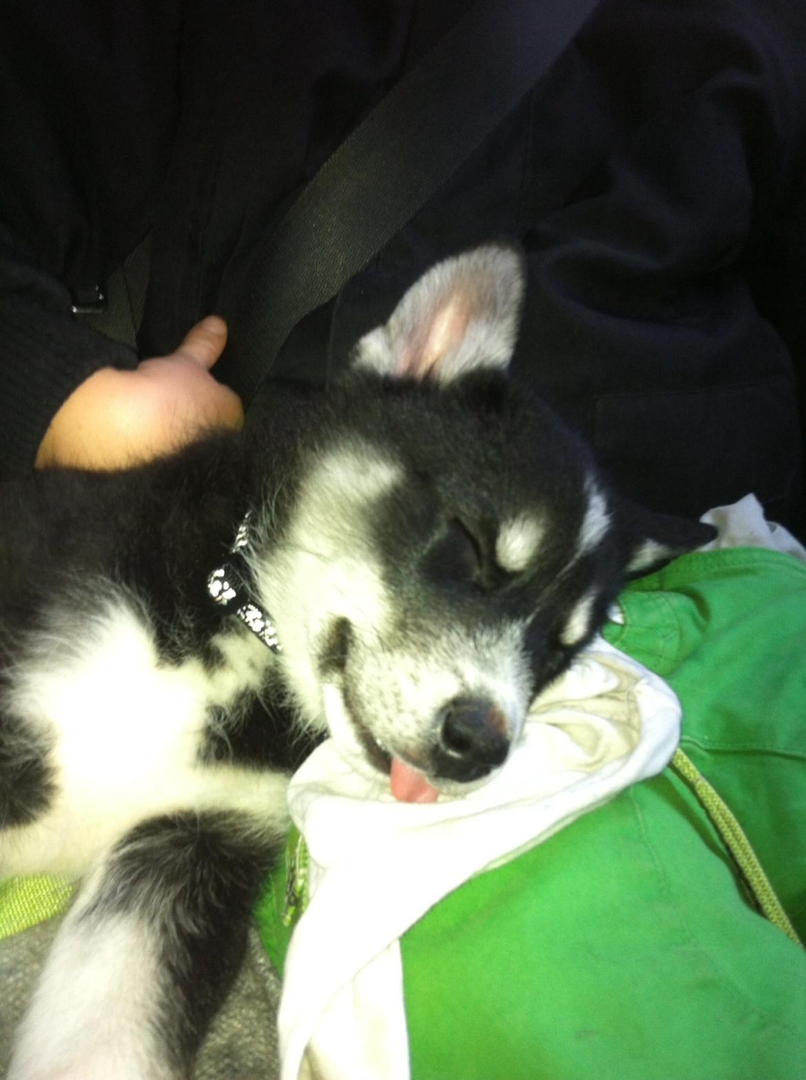 Alaskan malamute Ooki ( betyder stor på japansk ) billede 2