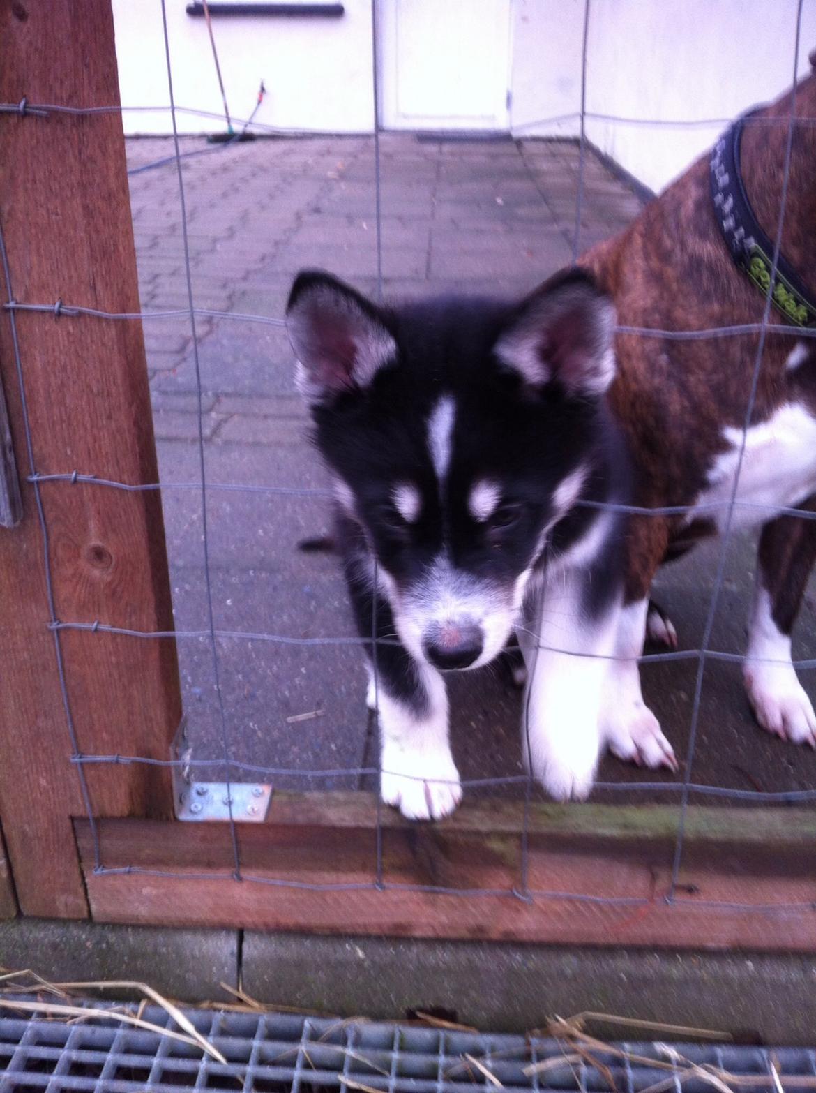 Alaskan malamute Ooki ( betyder stor på japansk ) billede 3