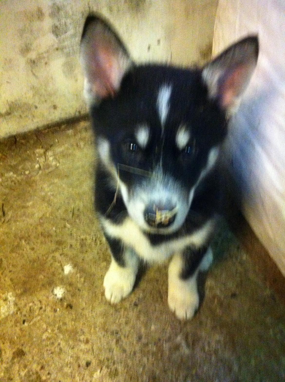 Alaskan malamute Ooki ( betyder stor på japansk ) billede 4