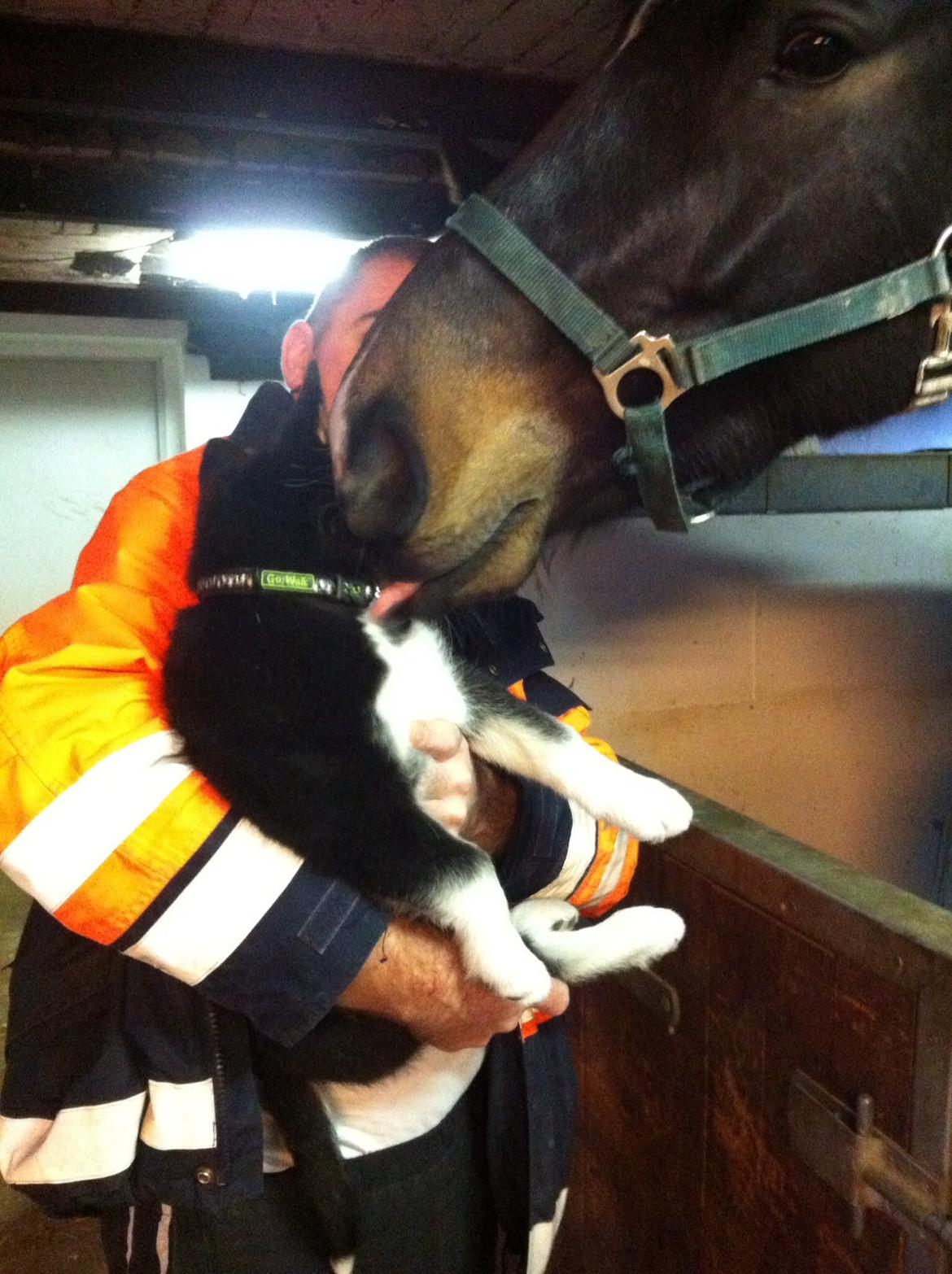 Alaskan malamute Ooki ( betyder stor på japansk ) billede 5
