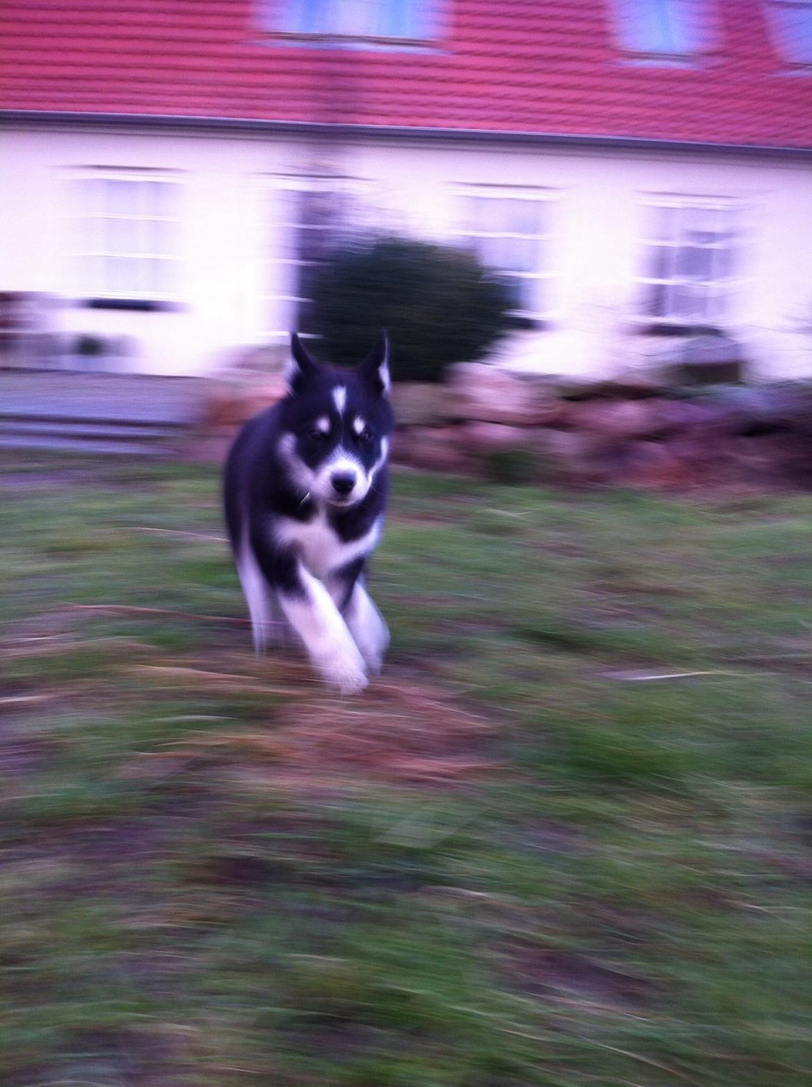 Alaskan malamute Ooki ( betyder stor på japansk ) billede 6