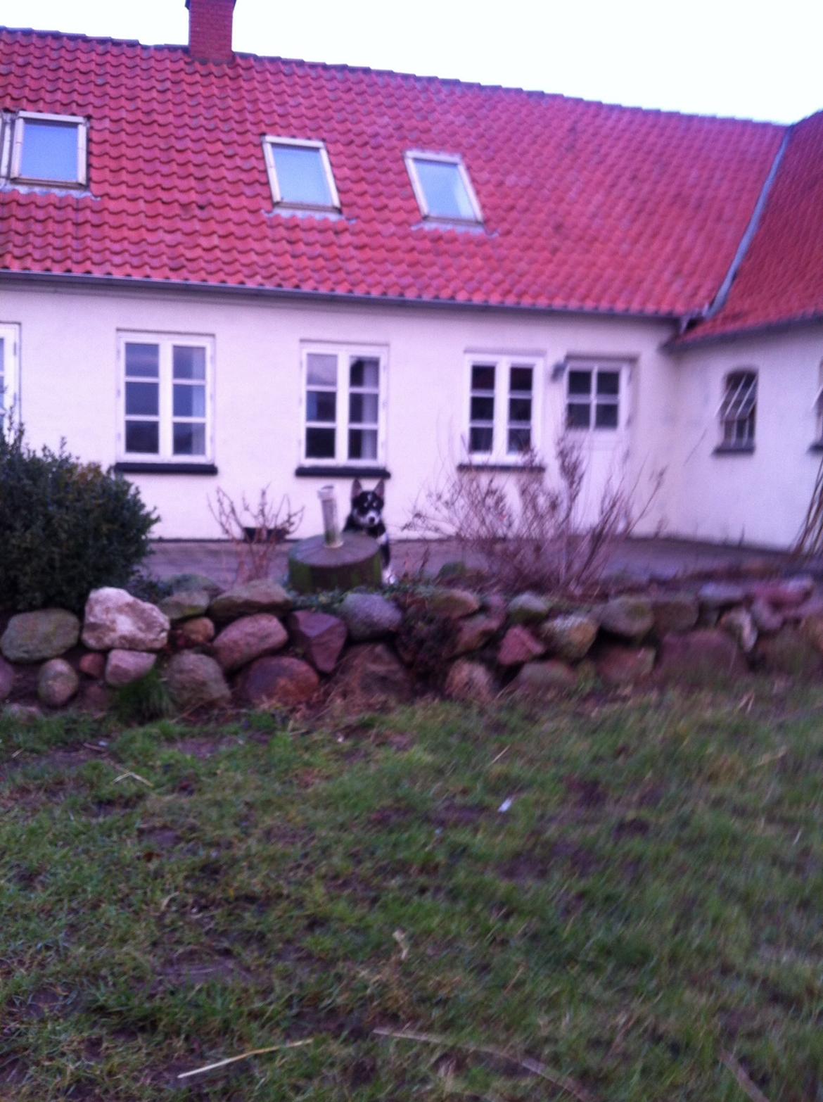 Alaskan malamute Ooki ( betyder stor på japansk ) billede 7