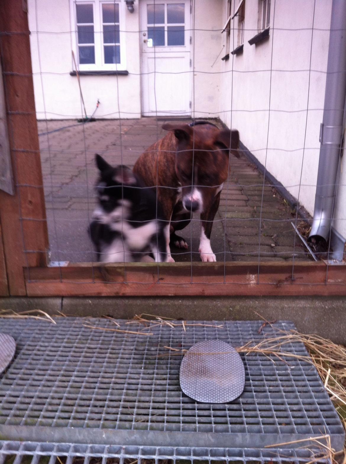 Alaskan malamute Ooki ( betyder stor på japansk ) billede 8