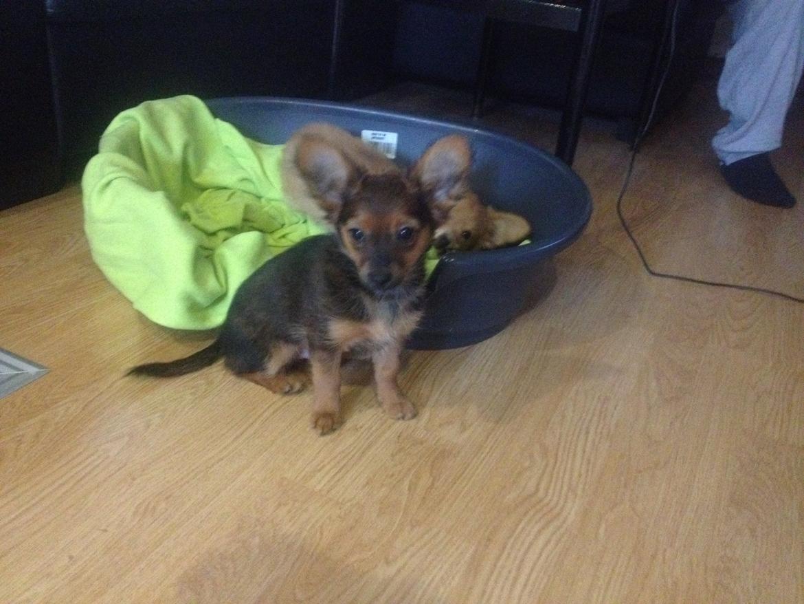 Blanding af racer Charlie billede 2