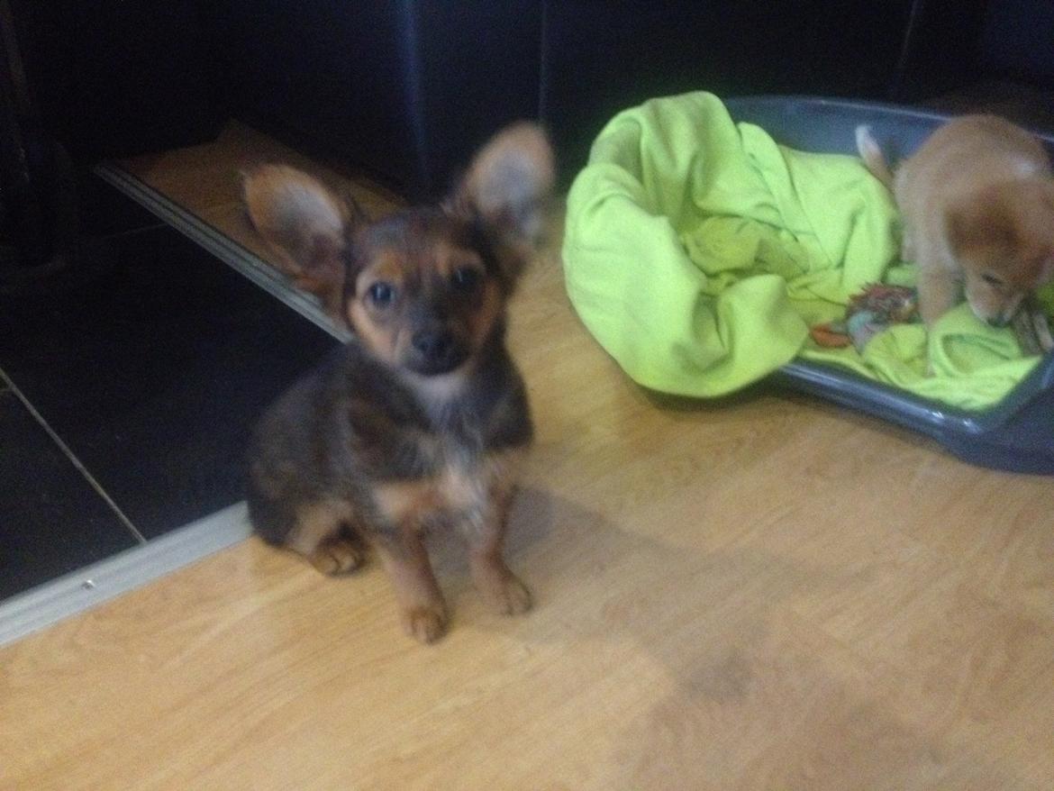 Blanding af racer Charlie billede 3