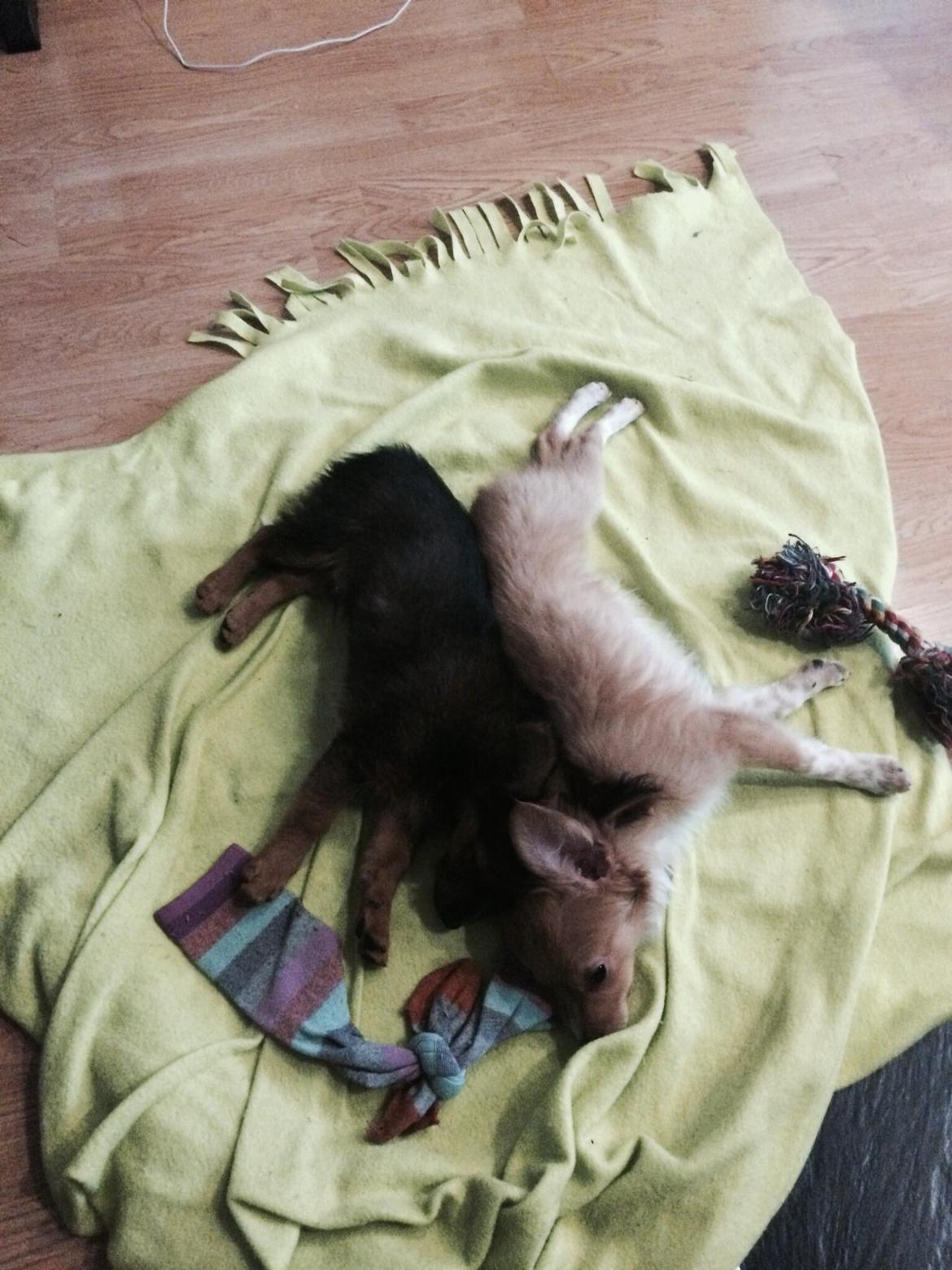 Blanding af racer Charlie billede 4