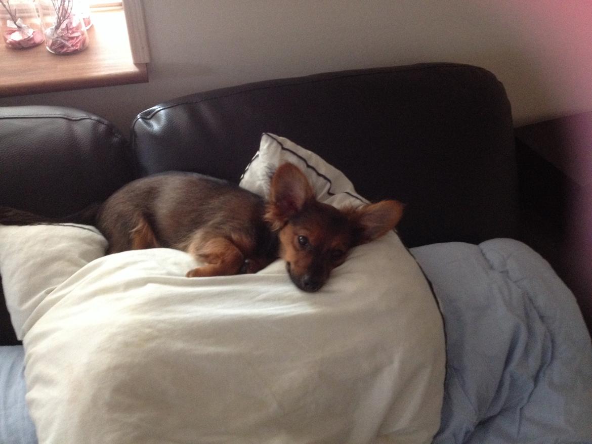 Blanding af racer Charlie billede 5