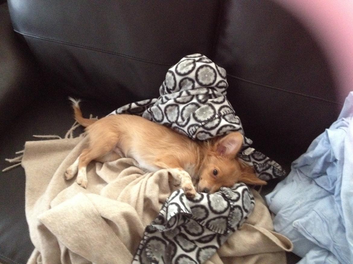 Blanding af racer Hugo billede 2