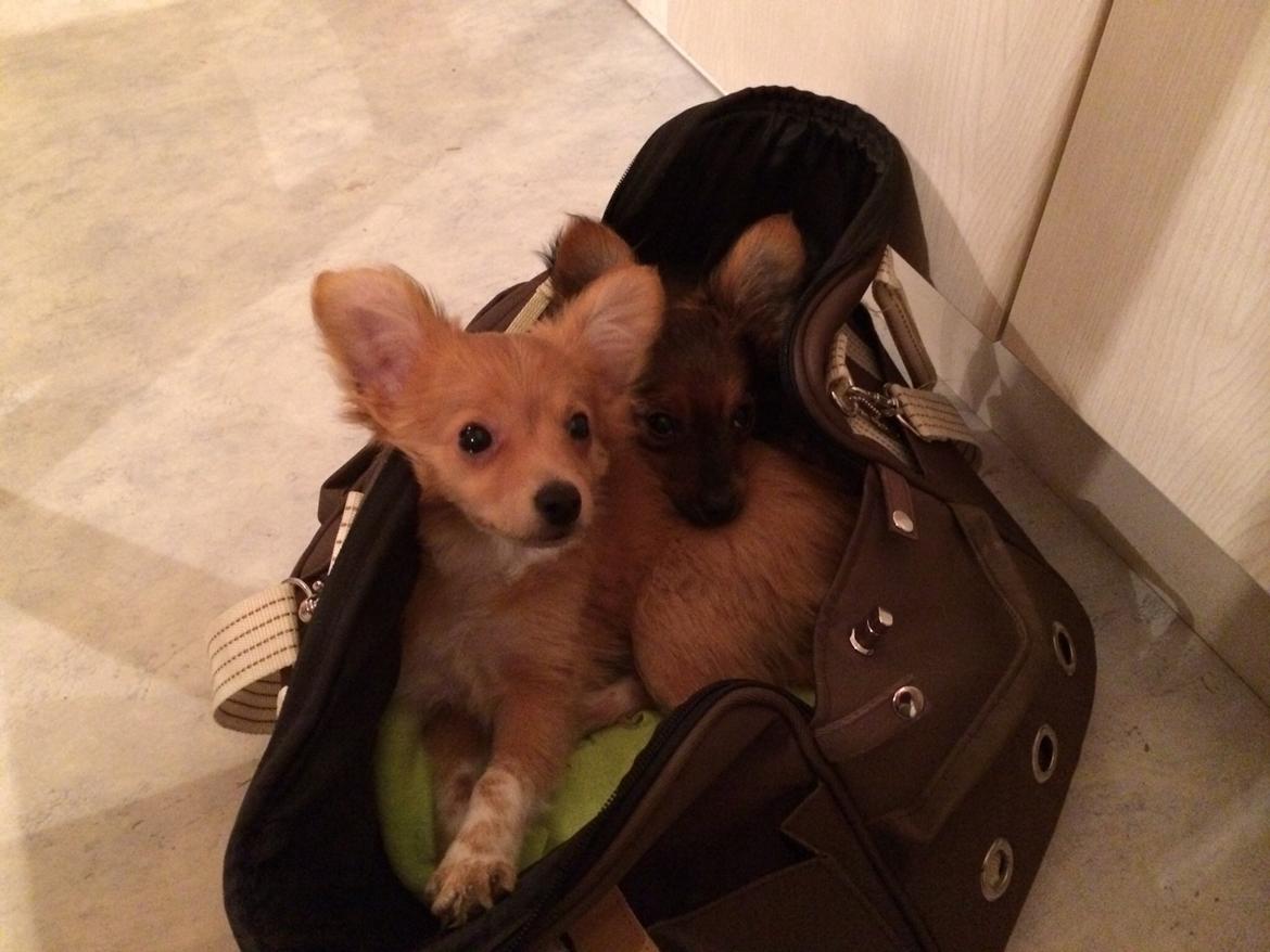 Blanding af racer Hugo billede 3