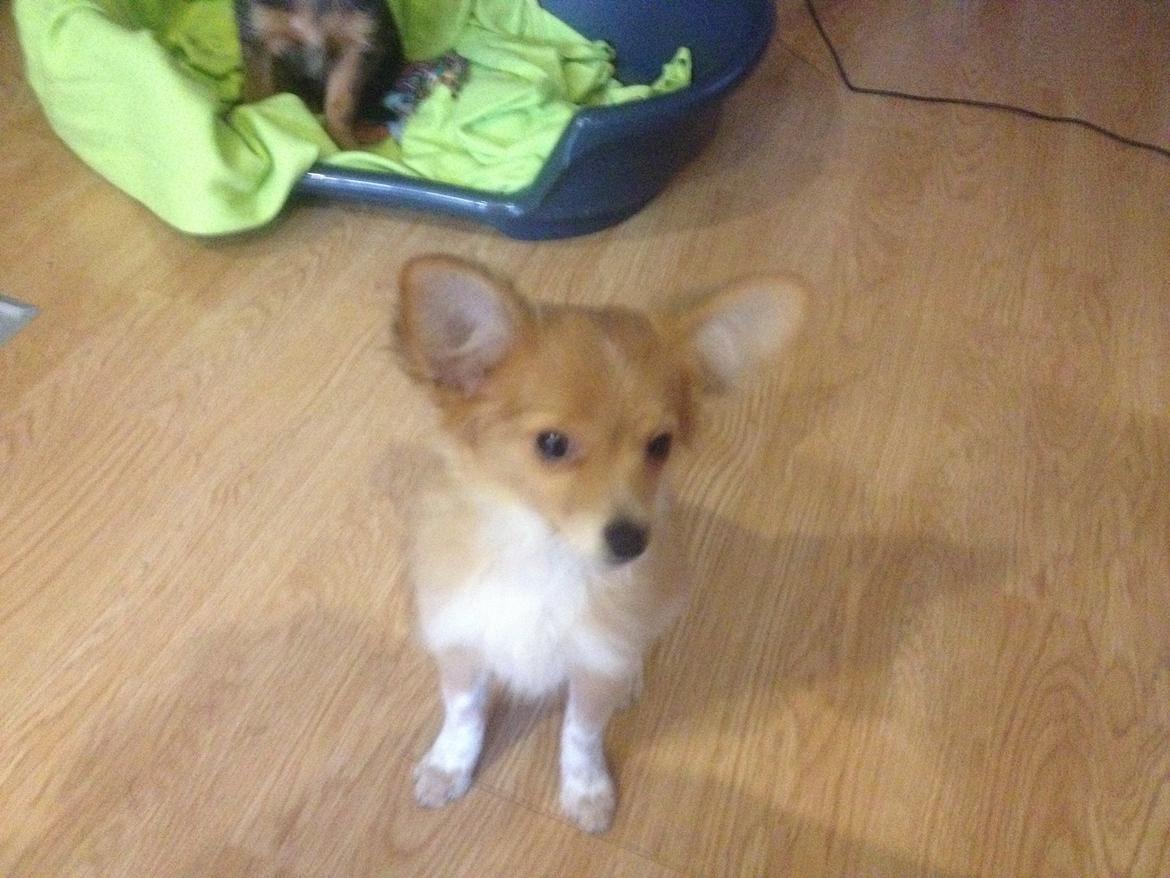 Blanding af racer Hugo billede 4