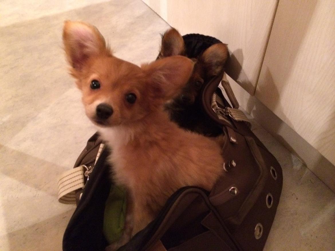 Blanding af racer Hugo billede 5