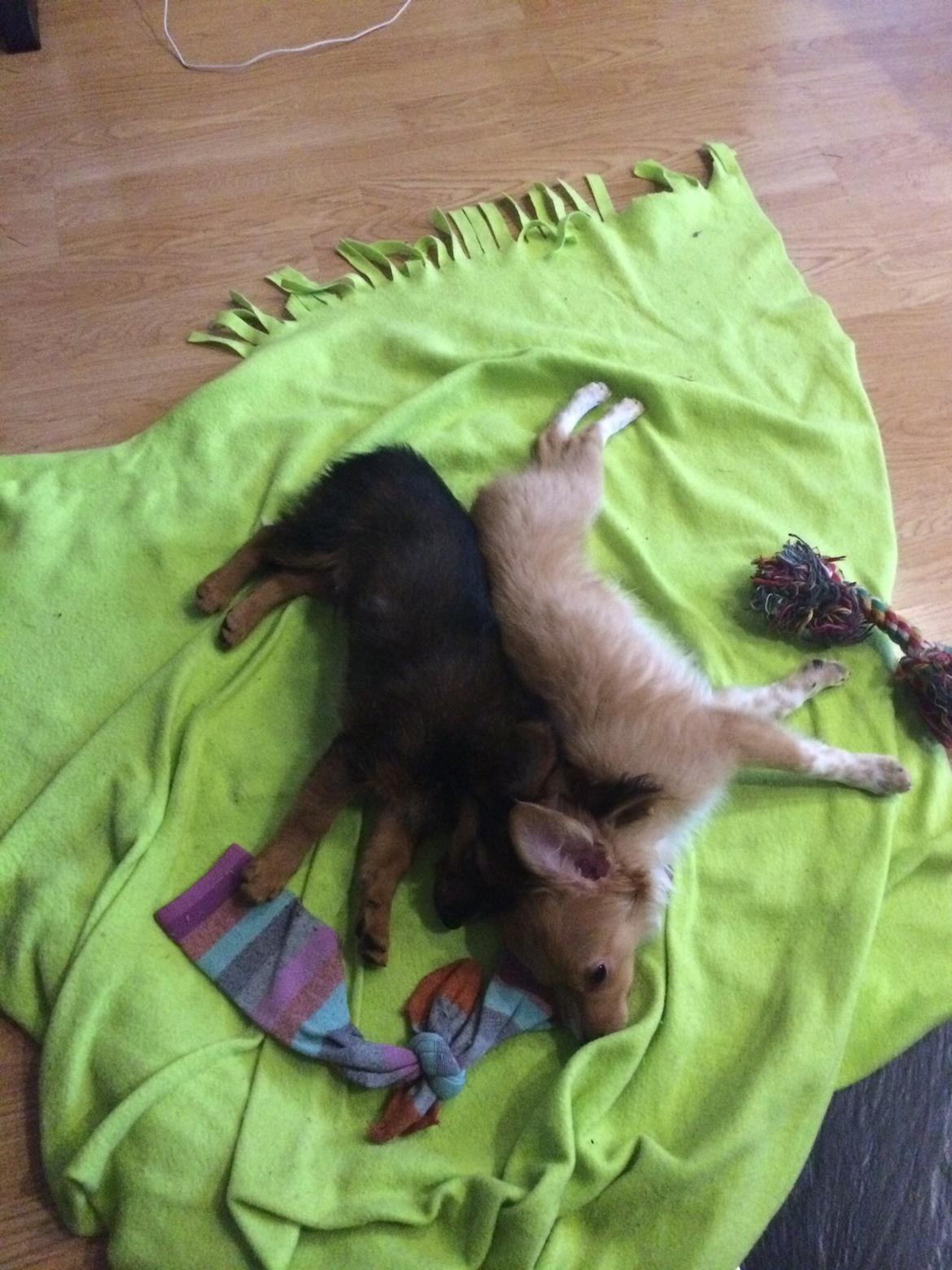 Blanding af racer Hugo billede 6