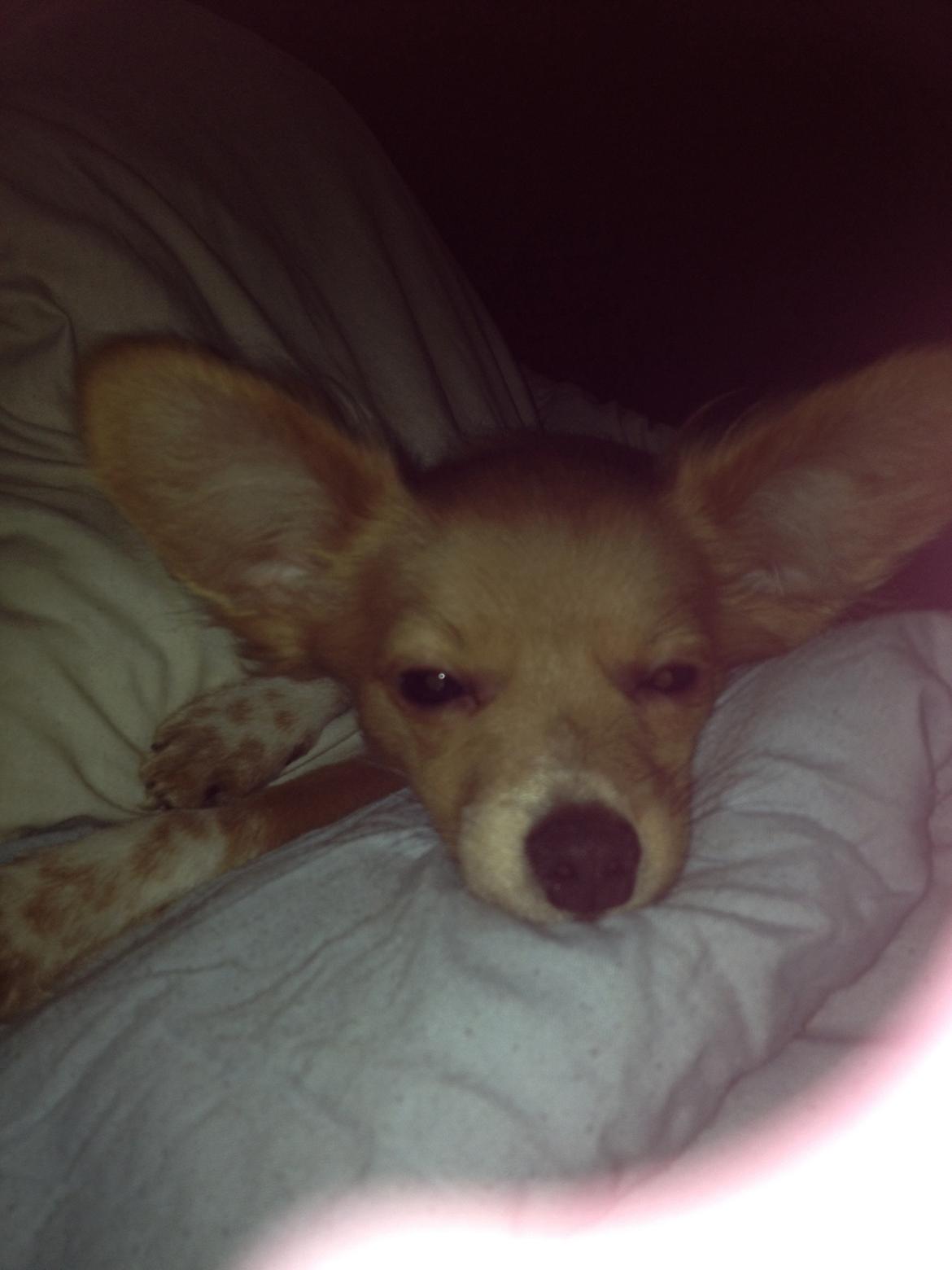 Blanding af racer Hugo billede 7