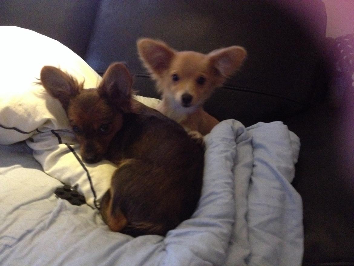 Blanding af racer Hugo billede 8