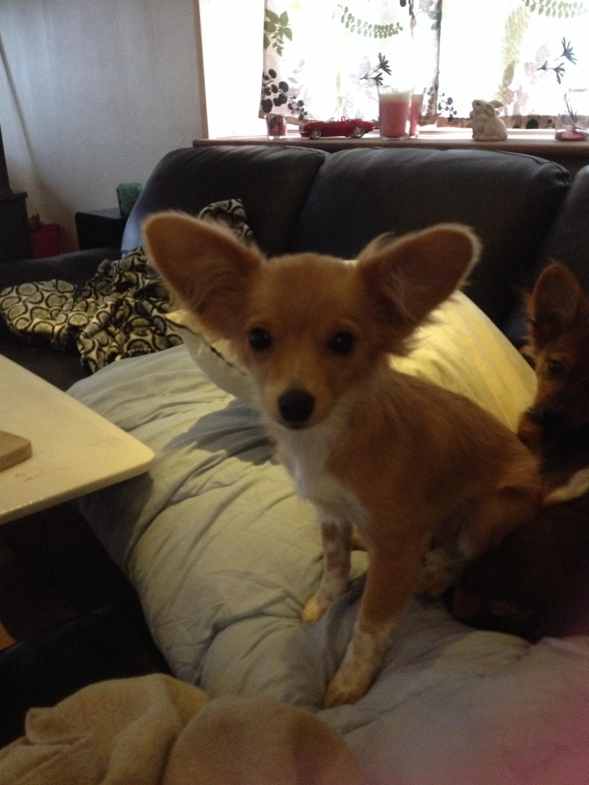 Blanding af racer Hugo billede 9