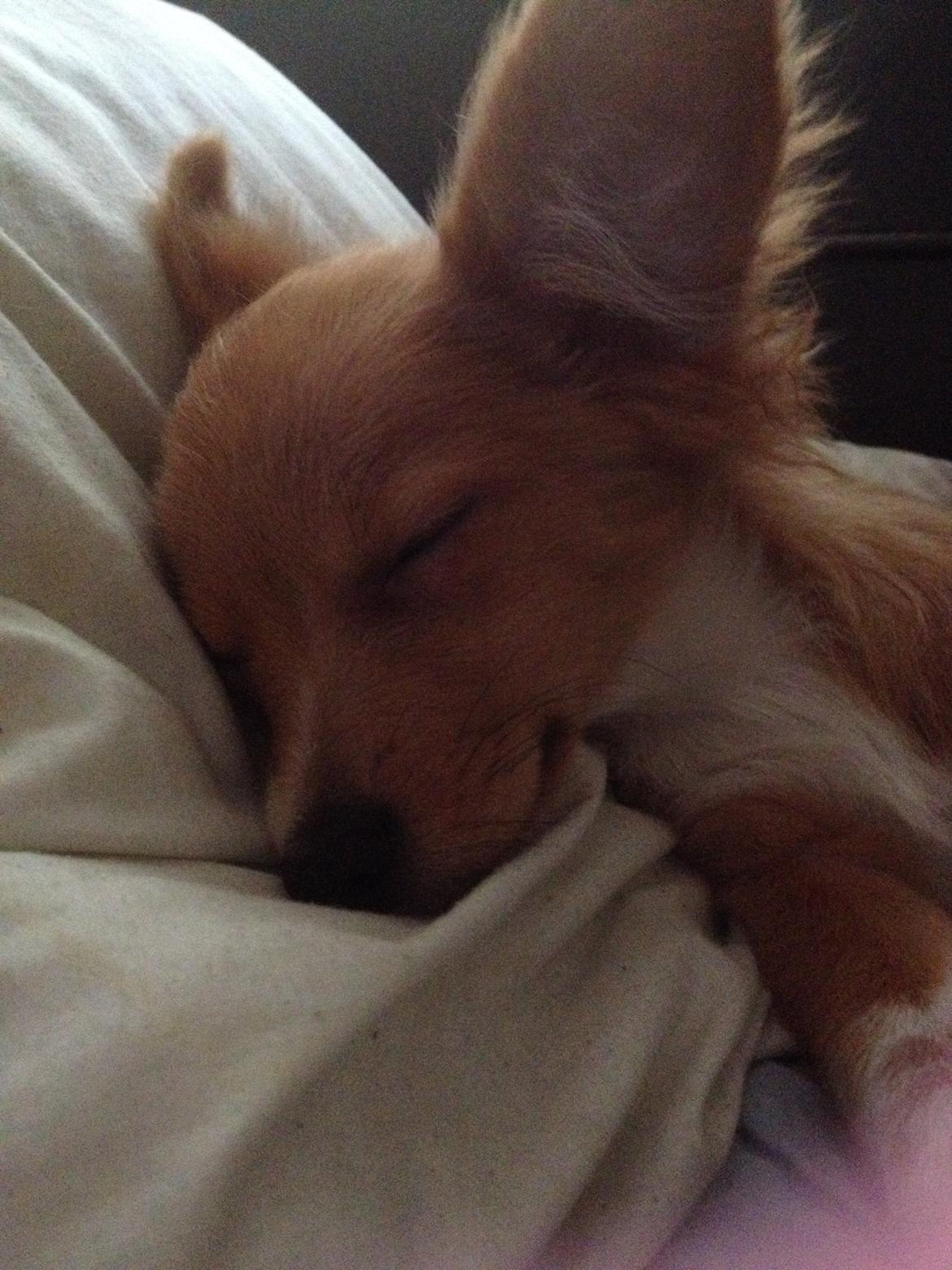 Blanding af racer Hugo billede 10