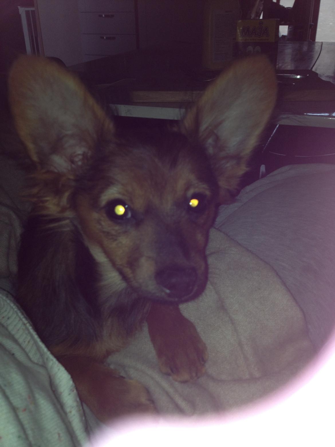 Blanding af racer Charlie billede 6