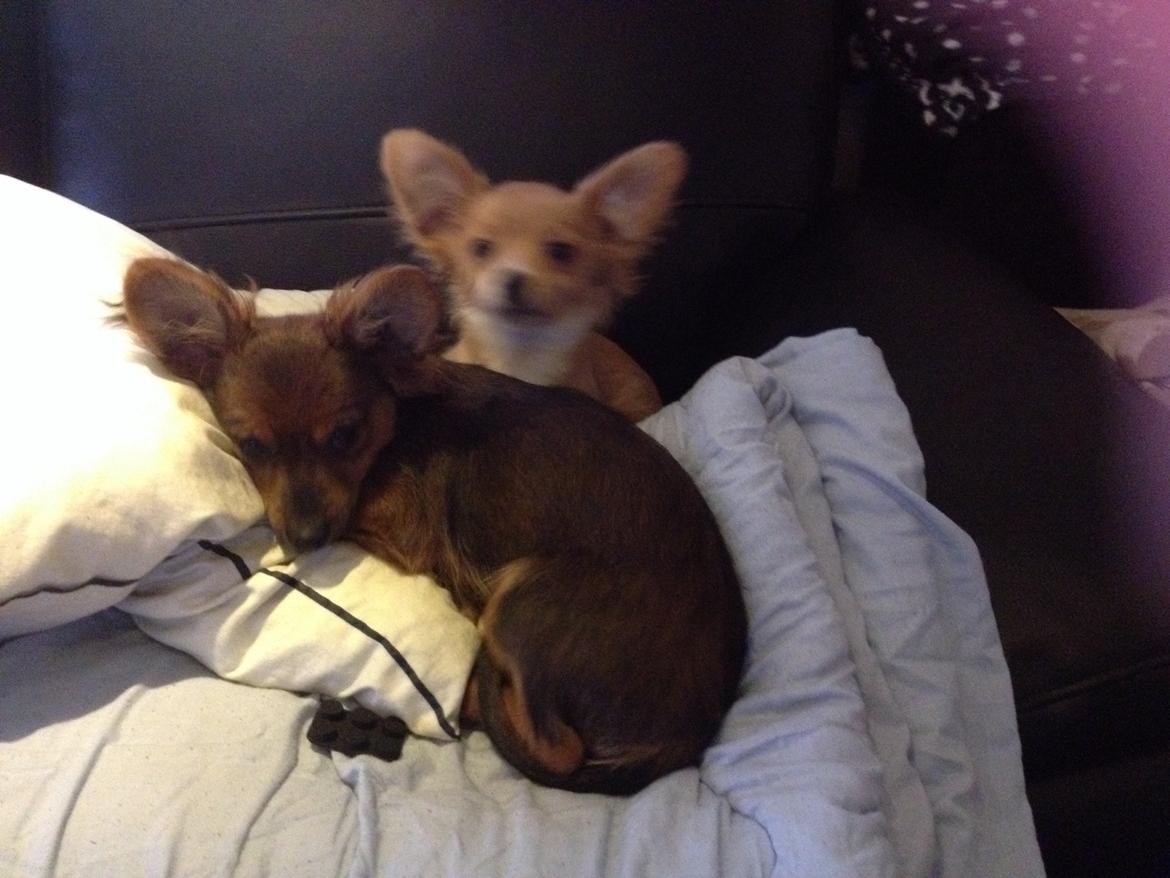 Blanding af racer Charlie billede 7