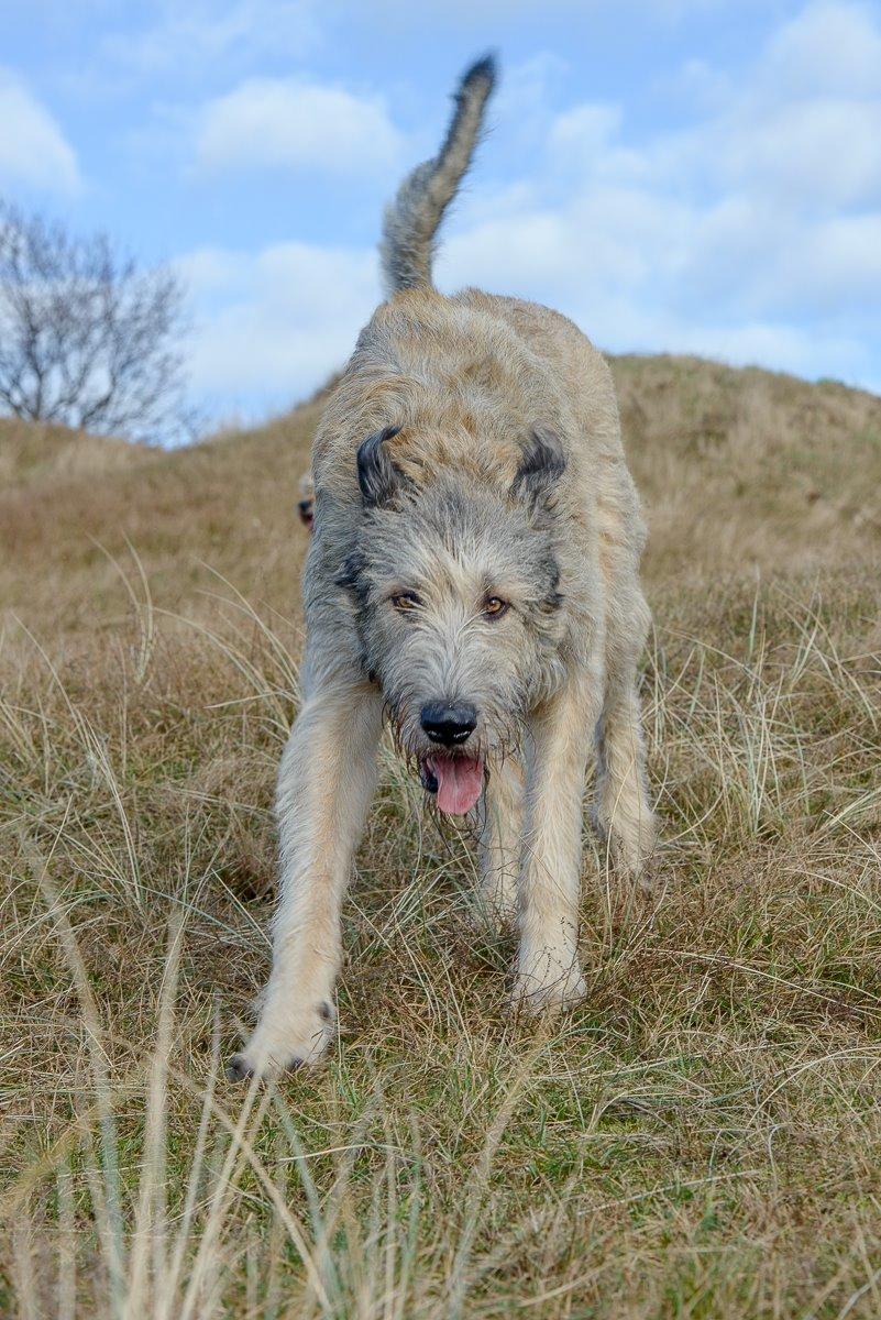 Irsk ulvehund Morgan - Alvorlig fare for fotografen! billede 41
