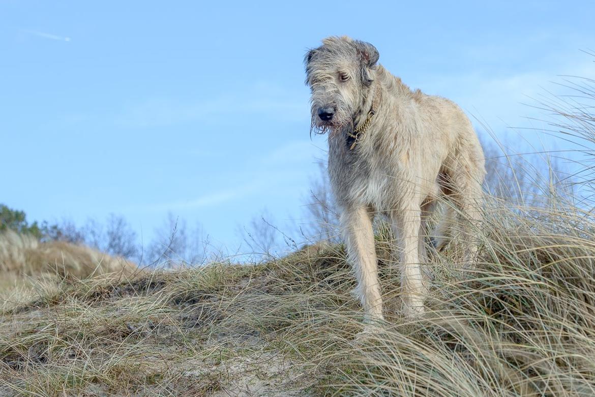 Irsk ulvehund Morgan - Nyder udsigten? billede 40