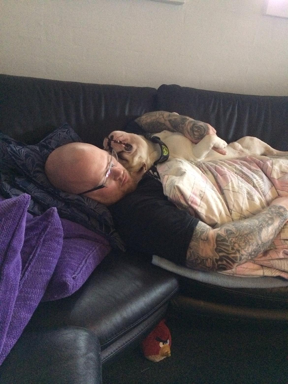 Fransk bulldog Møffe (Bjarne). billede 15