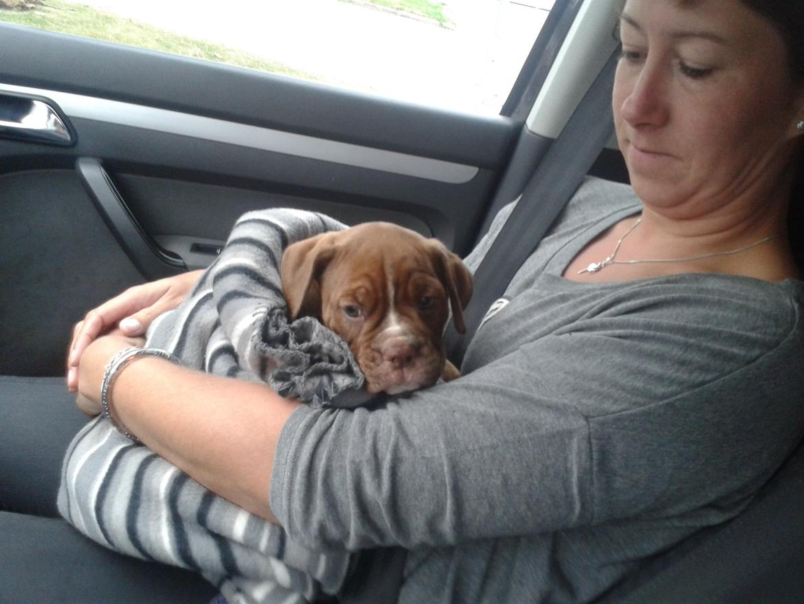 Olde english bulldogge Kingbull´s Cera - Lige ankommet i mors arme i Danmark. billede 5