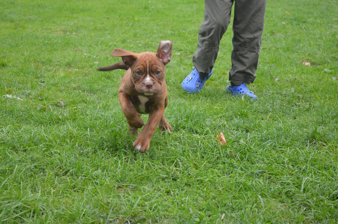 Olde english bulldogge Kingbull´s Cera - 9 uger. jeg kommer nu!  billede 7