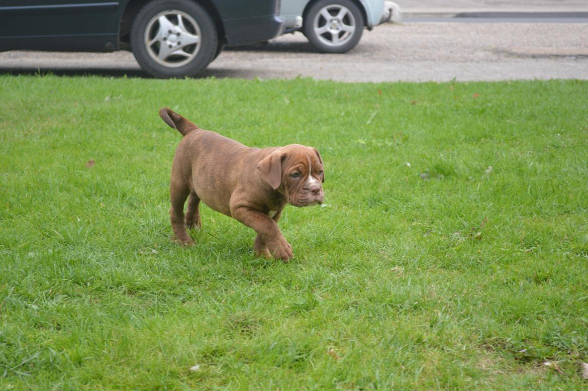Olde english bulldogge Kingbull´s Cera - udforsker lige haven.  9 uger  billede 8