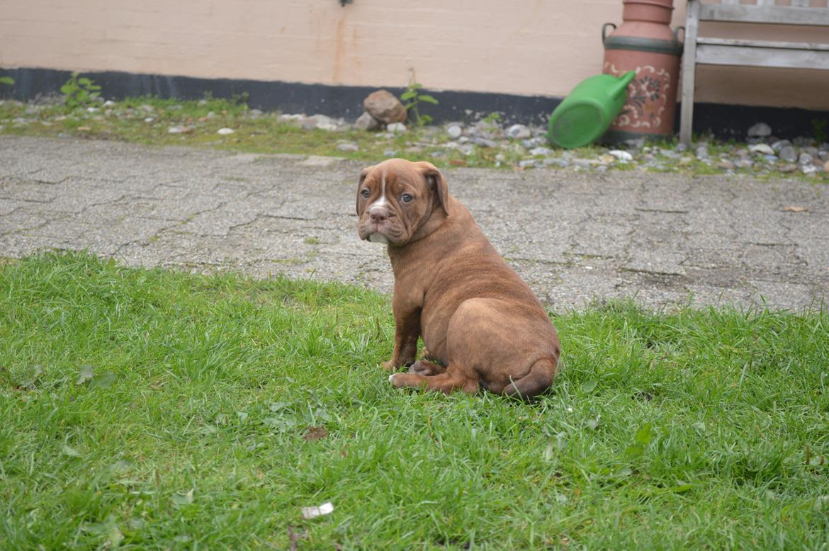Olde english bulldogge Kingbull´s Cera - Det er hårdt at udforske.. 9 uger  billede 9
