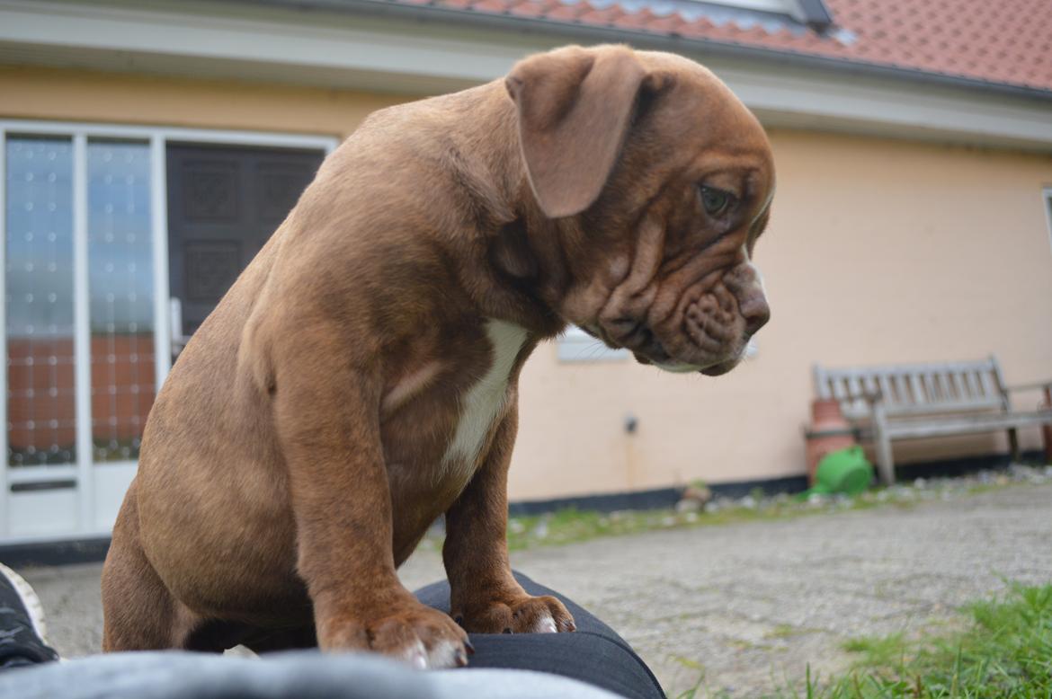 Olde english bulldogge Kingbull´s Cera - 9 uger  billede 10