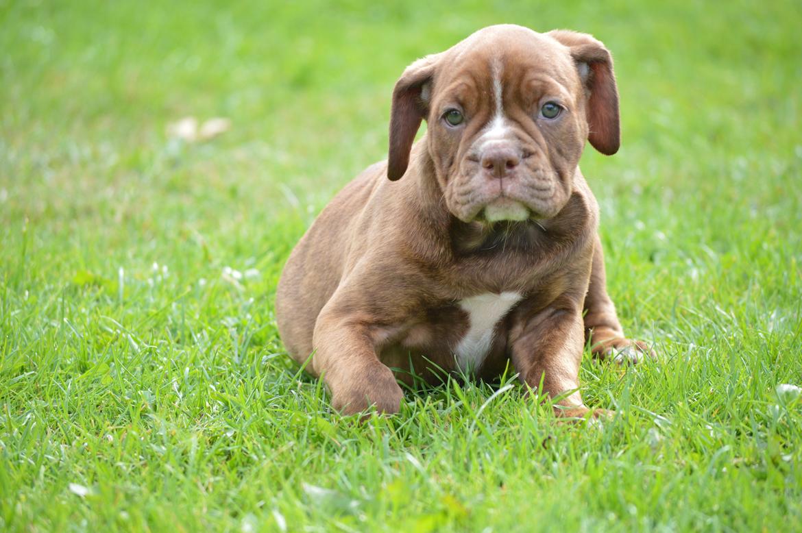 Olde english bulldogge Kingbull´s Cera - Se lige hvor sød jeg er ;) 9 uger  billede 12