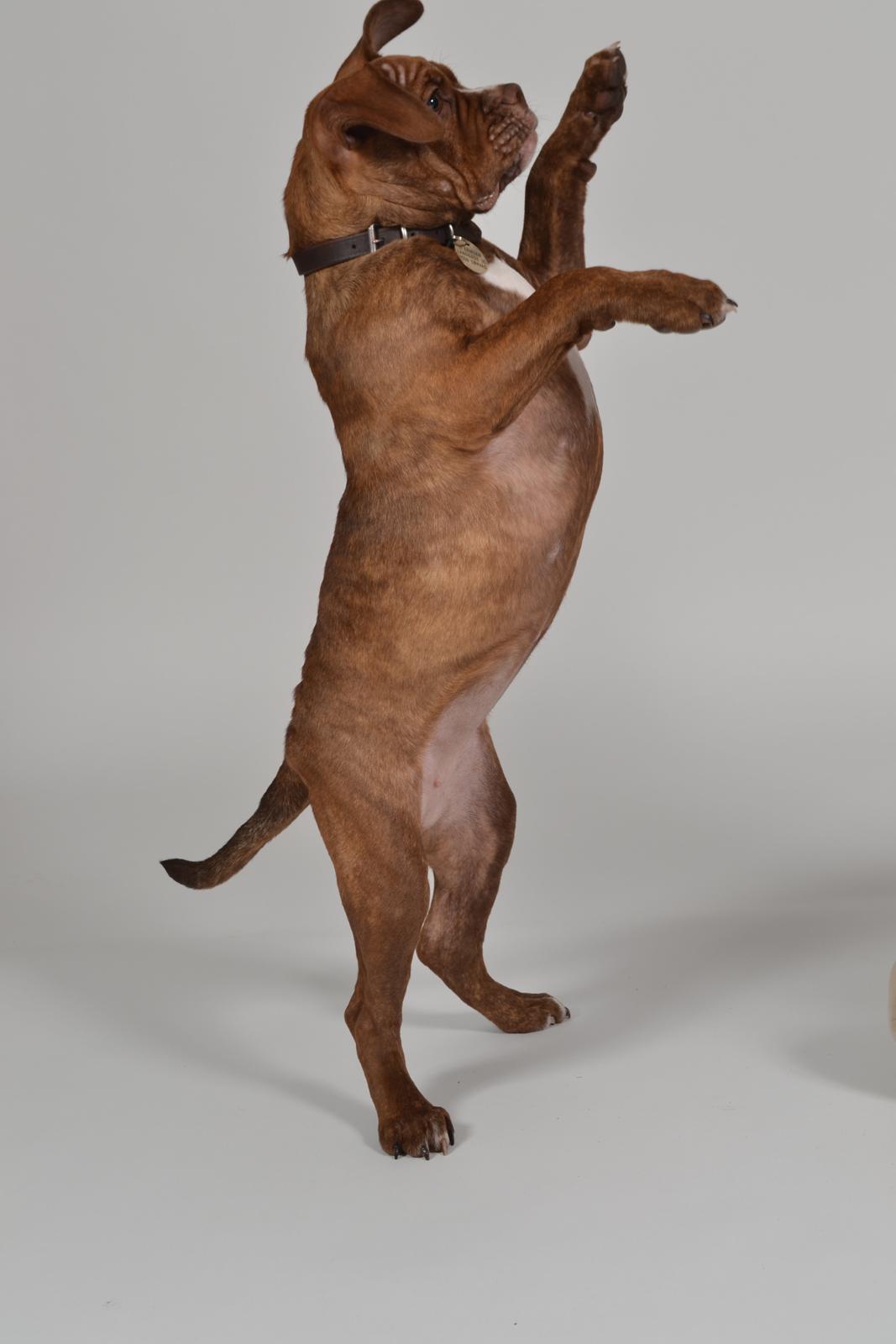 Olde english bulldogge Kingbull´s Cera - Så høj er jeg! 5 mdr  billede 13