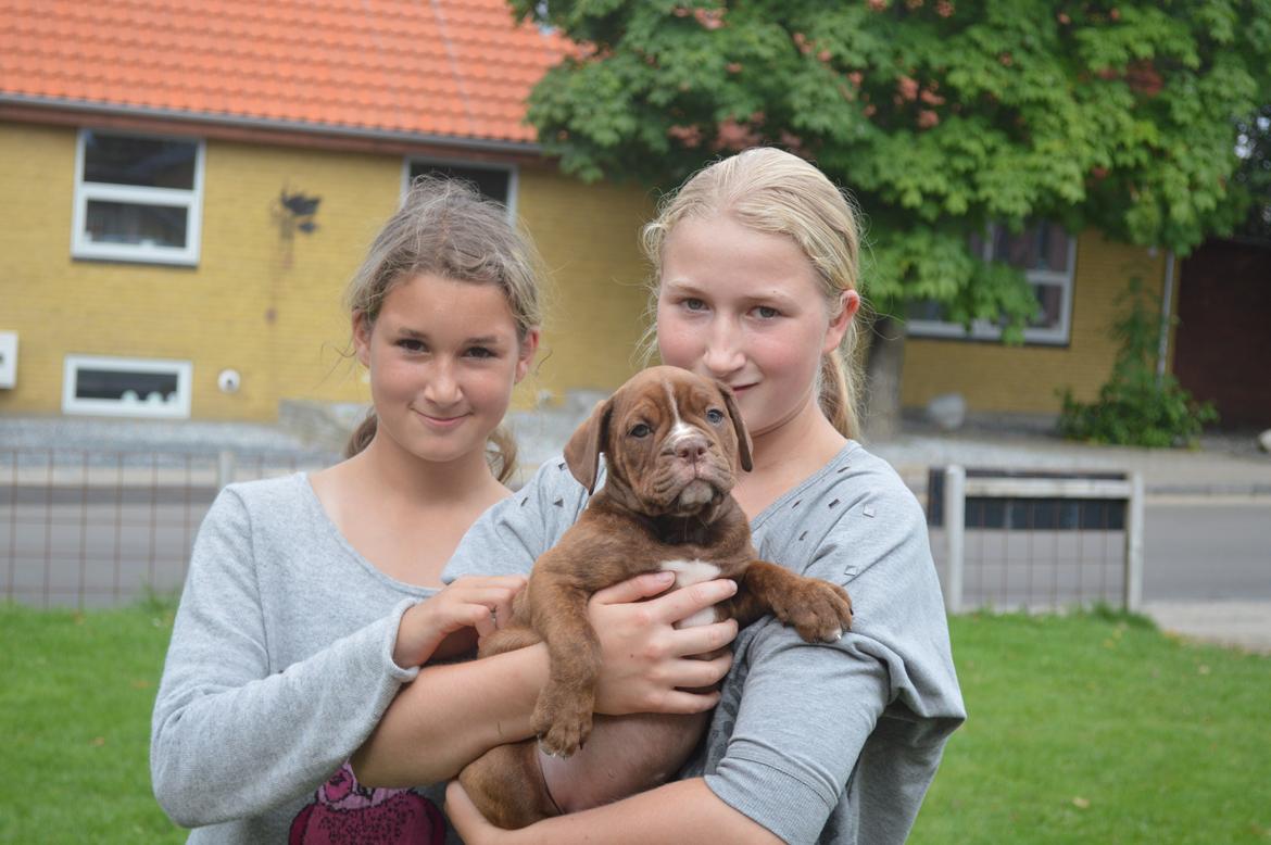 Olde english bulldogge Kingbull´s Cera - 9 uger  billede 11