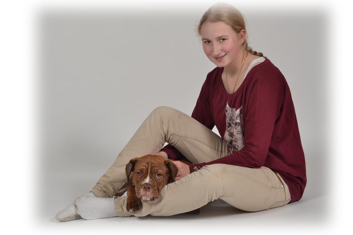Olde english bulldogge Kingbull´s Cera billede 14