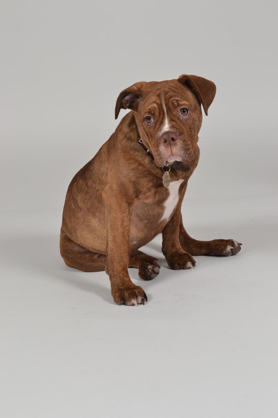 Olde english bulldogge Kingbull´s Cera - 5 mdr billede 15