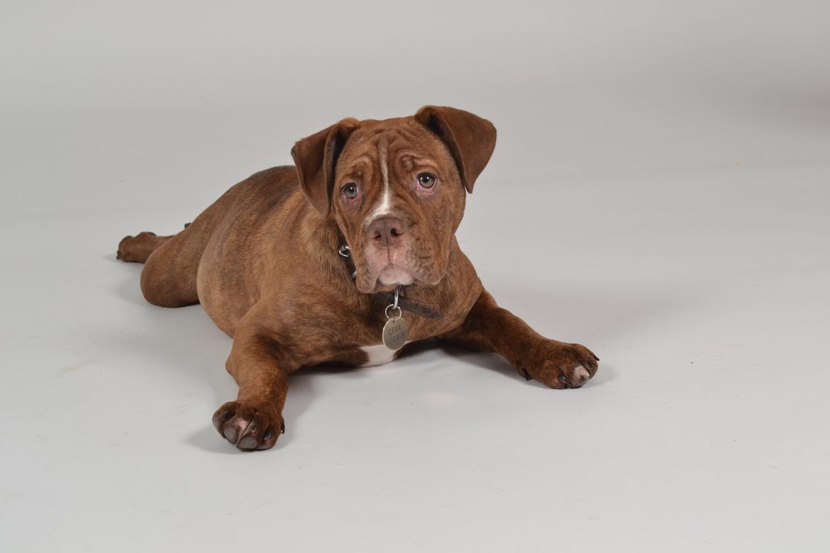 Olde english bulldogge Kingbull´s Cera - 5 mdr og meget smidig ;) billede 16