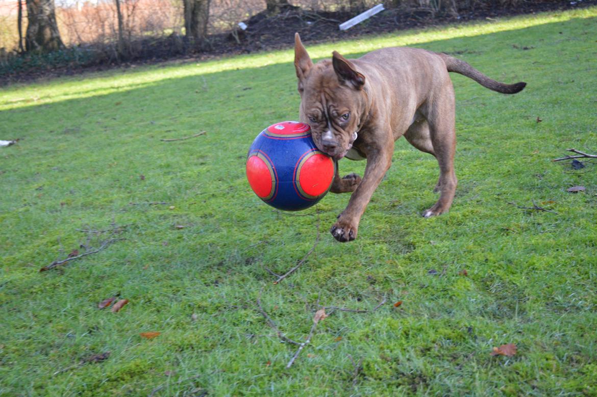 Olde english bulldogge Kingbull´s Cera - 8 mdr  billede 17