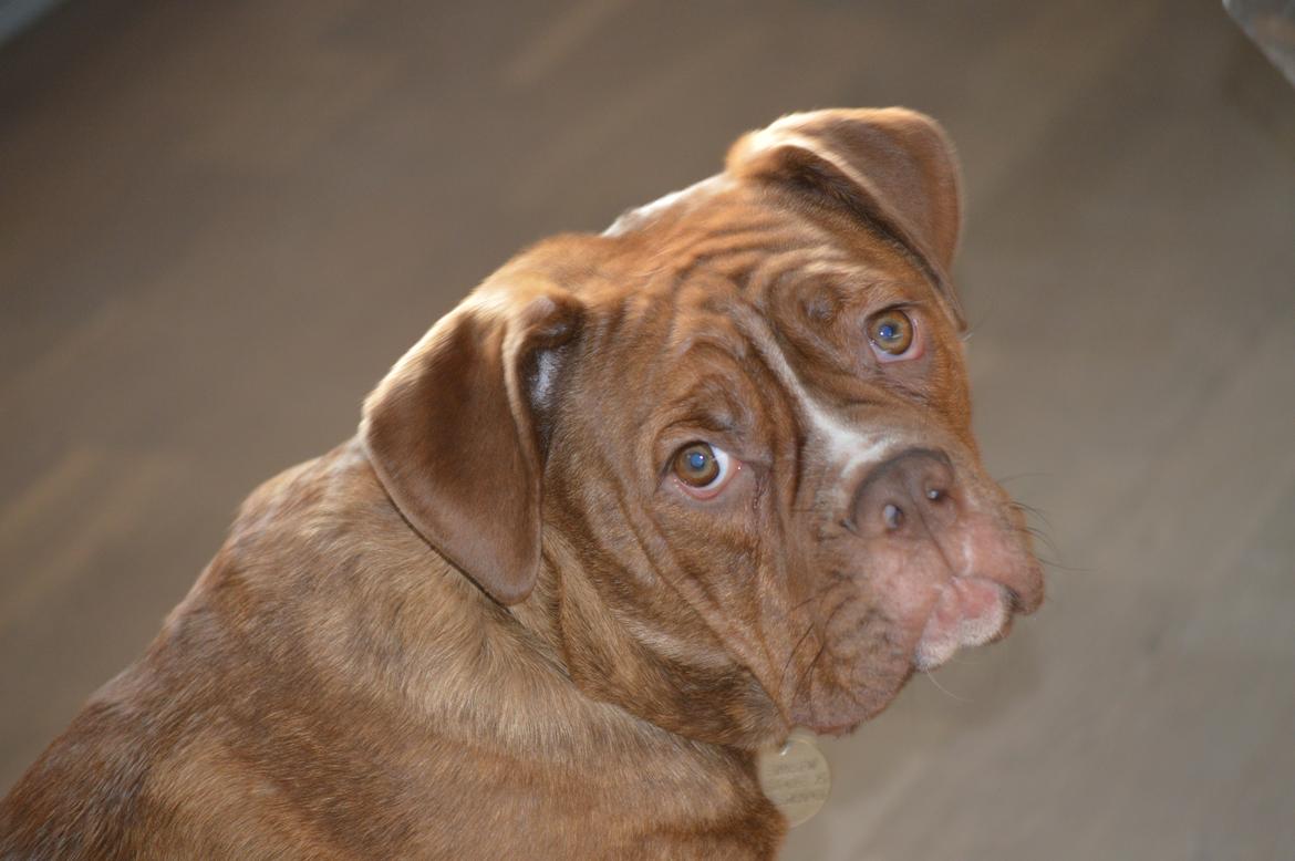 Olde english bulldogge Kingbull´s Cera - 8 mdr  billede 18