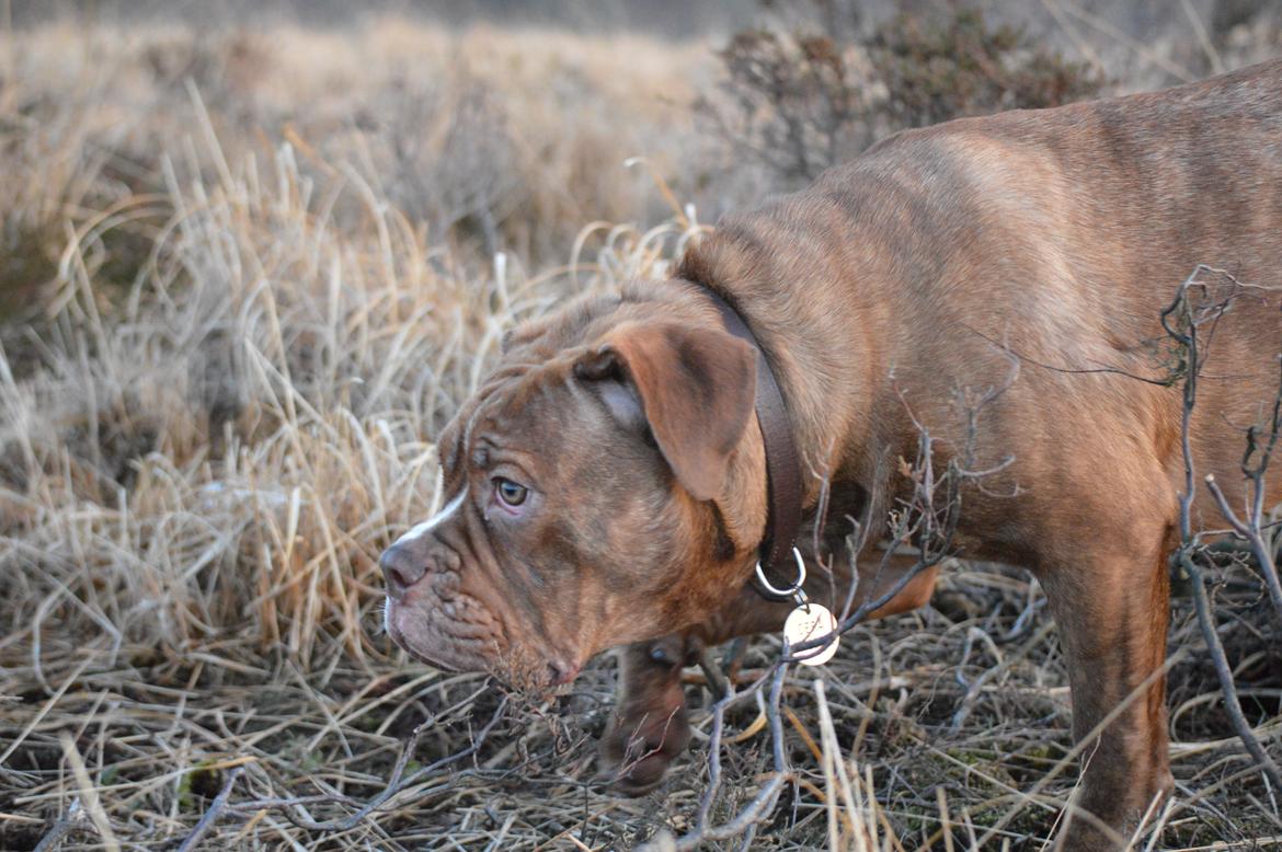 Olde english bulldogge Kingbull´s Cera - 8 mdr billede 23
