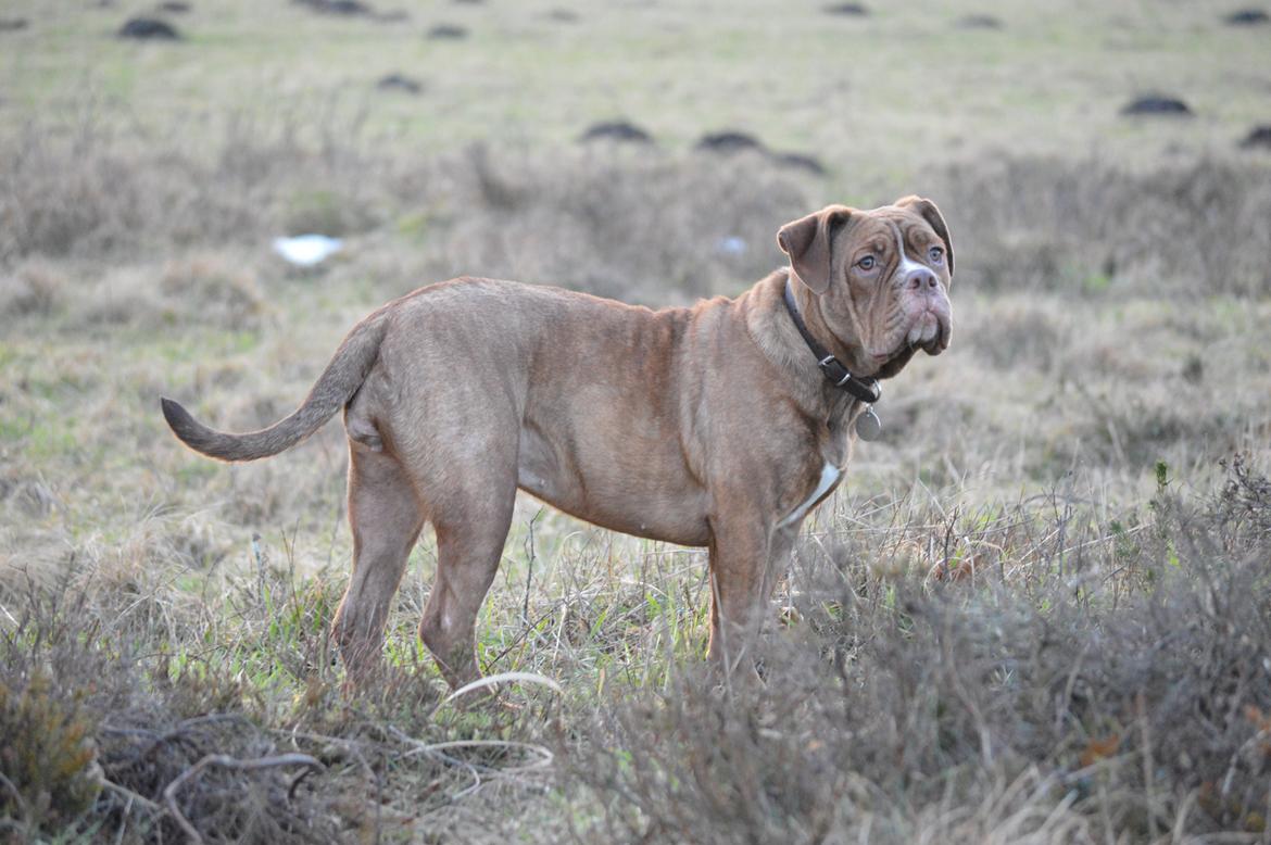 Olde english bulldogge Kingbull´s Cera - 8 mdr billede 24
