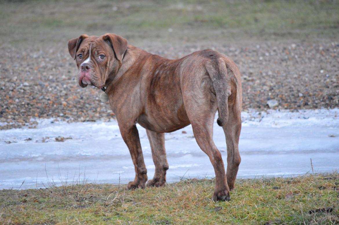 Olde english bulldogge Kingbull´s Cera - 8 mdr  billede 26