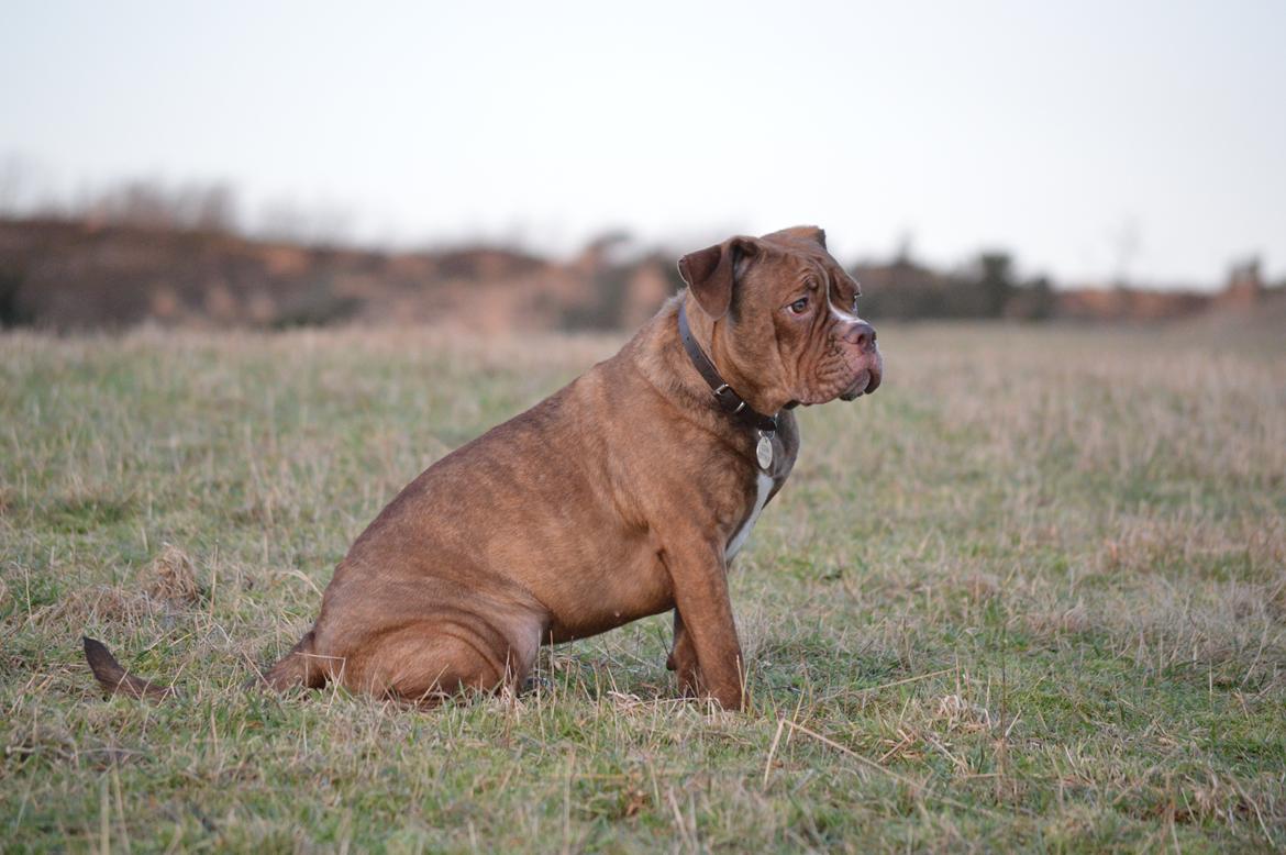 Olde english bulldogge Kingbull´s Cera - 8 mdr  billede 21