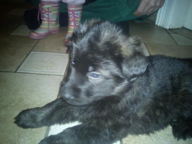 Schæferhund Diesel billede 1